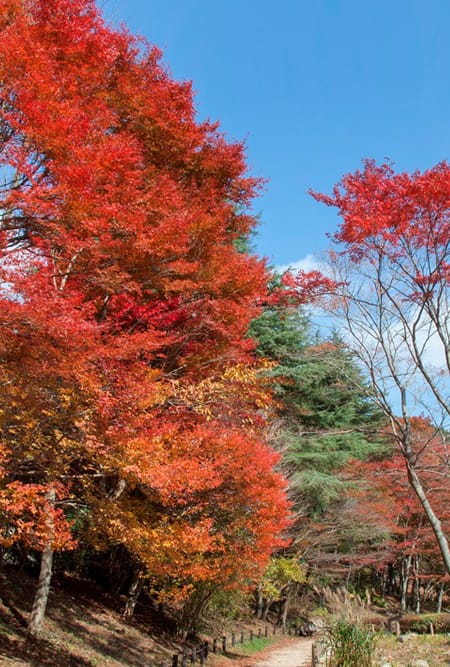 Rokko Alpine Botanical Garden