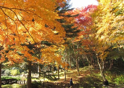 Rokko Alpine Botanical Garden