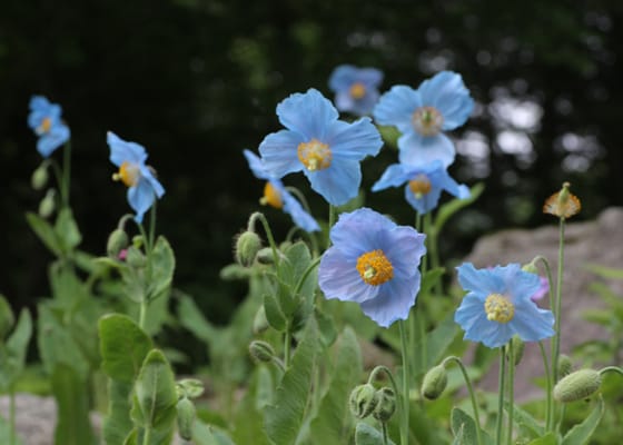 Rokko Alpine Botanical Garden