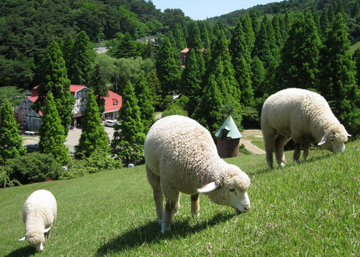 Rokkosan Pasture