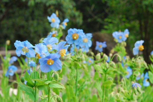 六甲高山植物園