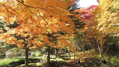 Rokko Alpine Botanical Garden 