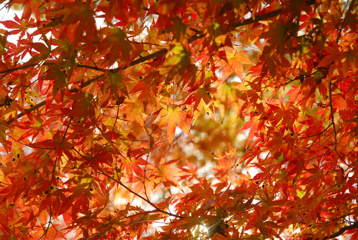 秋のイベント情報（紅葉　10月中旬～）